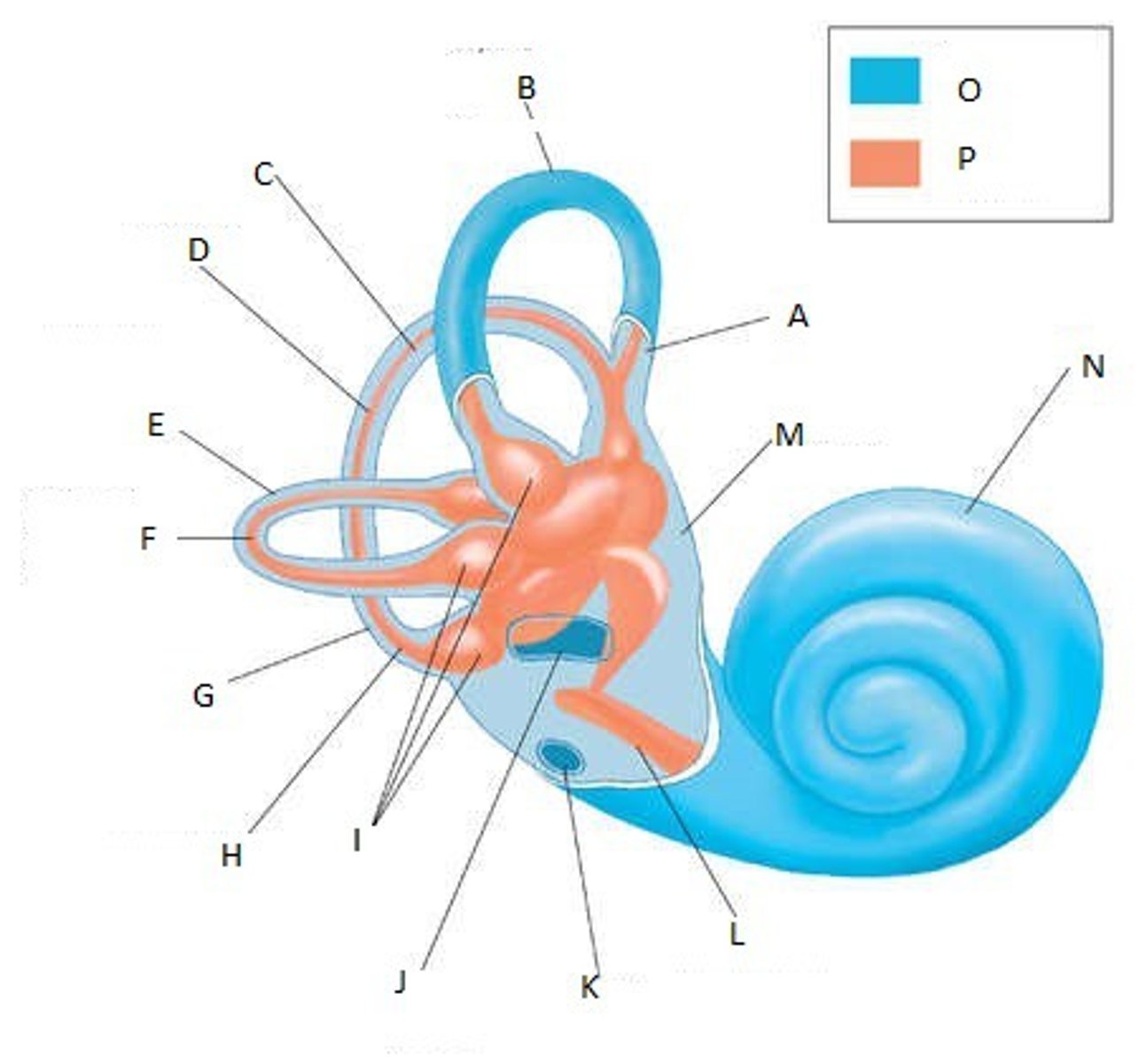 <p>Thick gel like fluid found inside of the membranous labyrinth</p>