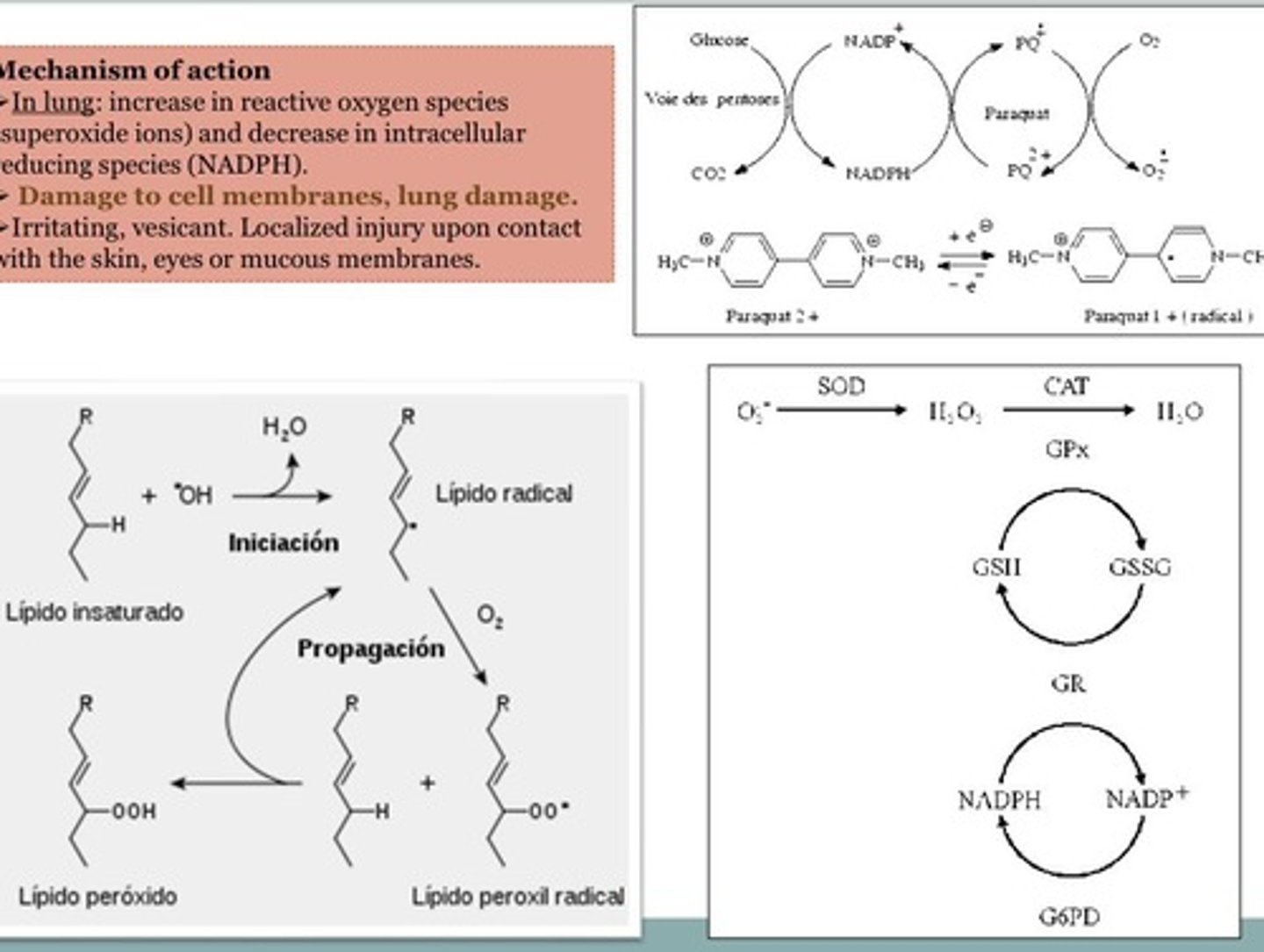 <p>Increased reactive oxygen species and lung damage</p>