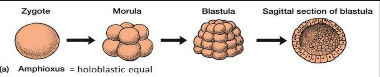 <ol><li><p><strong>Amphioxus</strong></p></li></ol><ul><li><p>Isolecithal egg, microlecithal egg</p></li><li><p>Holoblastic _____ cleavage (_____)</p><ul><li><p>the cleavage furrows penetrate the entire yolk</p></li></ul></li><li><p>The cleavage is _____ and all blastomeres are almost the same size at any given time</p></li><li><p>The resultant blastula is a hollow ball of cells with blastocoel</p></li></ul>