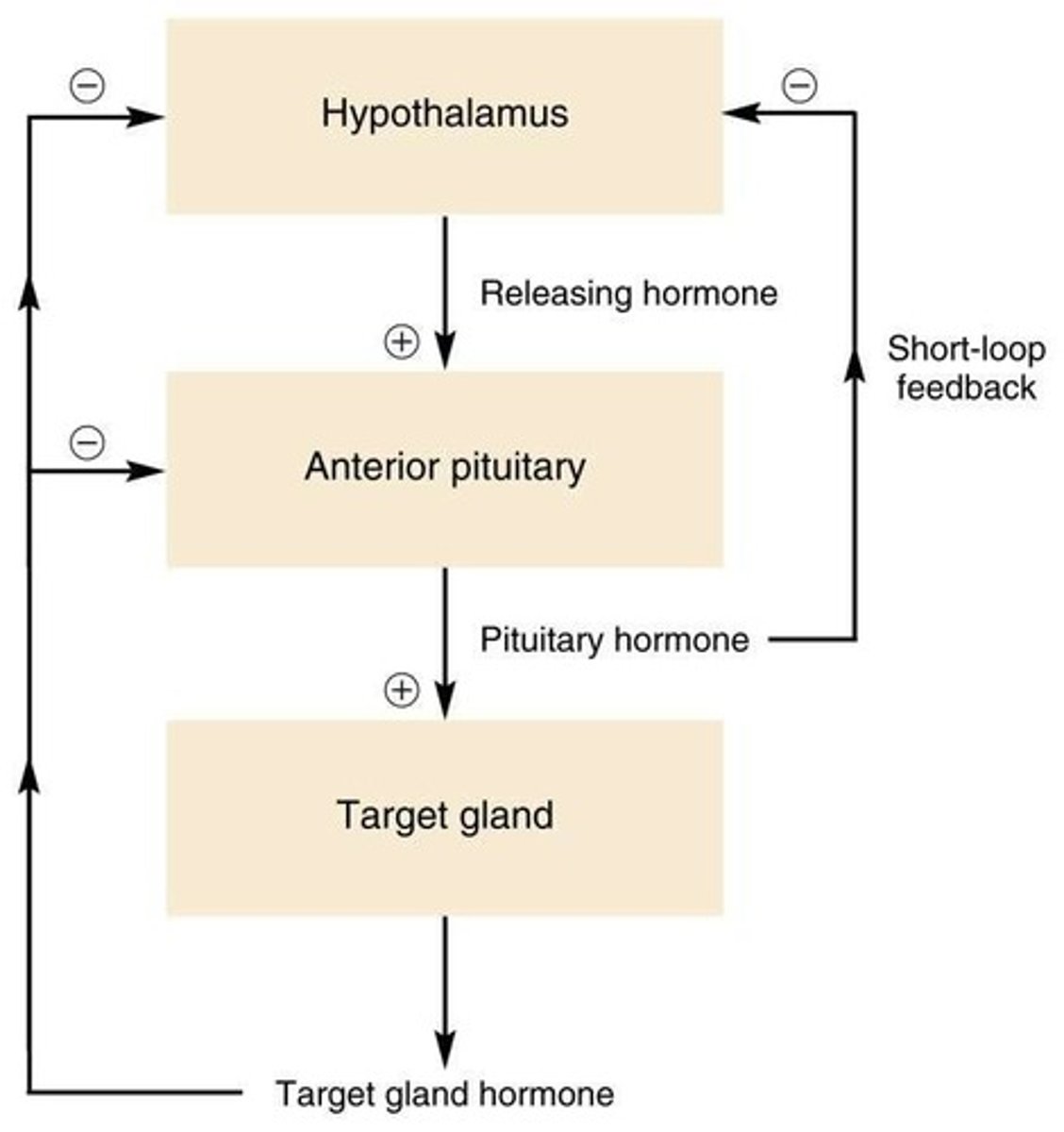 <p>A regulatory mechanism that maintains hormone levels within a specific range.</p>