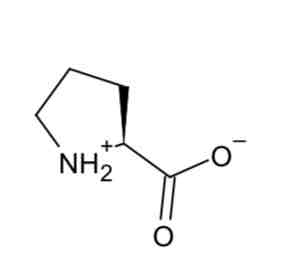 <p>Proline </p>
