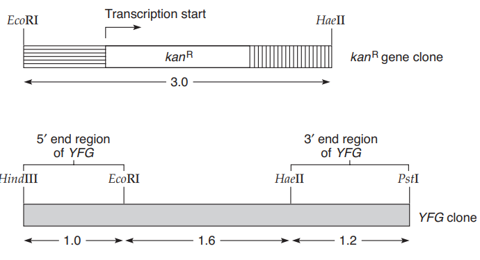 <p>9.18 Comparative genomics offers insights into the relationship between homologous genes and the organization of genomes. When the genome of C. elegae quenced, it was striking that some types of sequences were distributed nonrandomly. Consider the data obtained for chromosome V and the X chromosome shown below. The following figure shows the distribution of genes, the distribution of inverted and tandem repeat sequences, and conserved genes (the location of transcribed sequences in C. elegans that are highly similar toyeast genes).</p>