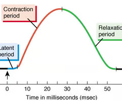 <p><span>latent period, contraction phase, and relaxation phase.</span></p>