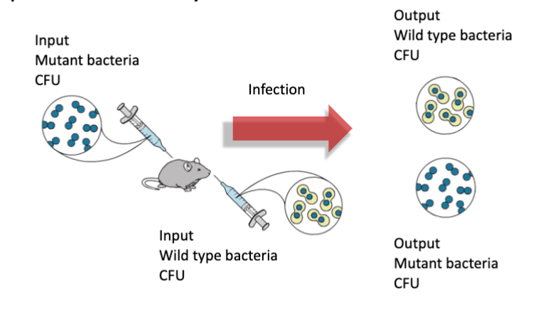 <p>based on a corrected ratio of strains after infection as a measure of pathogenicity/fitness in the host</p>