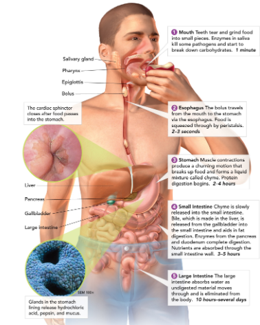 most chemical digestion takes place here; where nutrients are absorbed from food. 