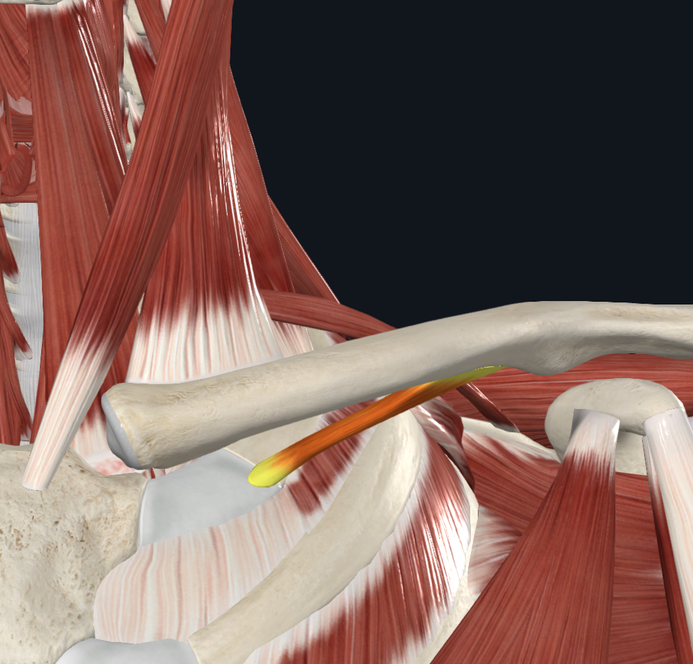 <p>origo: superficiaal deel van ribuiteinde 1e rib en eerste aangrenzend ribkraakbeen</p><p>insertie: inferieure oppervlakte van clavicula</p>
