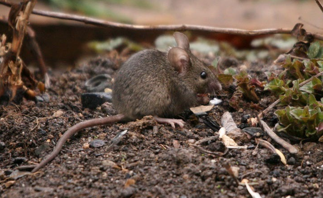 <p><strong>Beschreibung</strong></p><p class="p1"><span style="line-height: normal;"><span>− </span></span>körperlanger, einfarbiger Schwanz</p><p class="p1"><span style="line-height: normal;"><span>− </span></span>Fellfärbung «mausgrau» graubrauner Rücken, Unterseite etwas heller aber nicht deutlich abgegrenzt</p><p class="p1"><span style="line-height: normal;"><span>− </span></span>keine Kehlzeichnung</p><p class="p1">Kulturfolger lebt vorwiegend in Siedlungsnähe (ältere Häuser,</p><p class="p1">Stallungen, Scheunen, Lagerhäuser, usw.)</p>