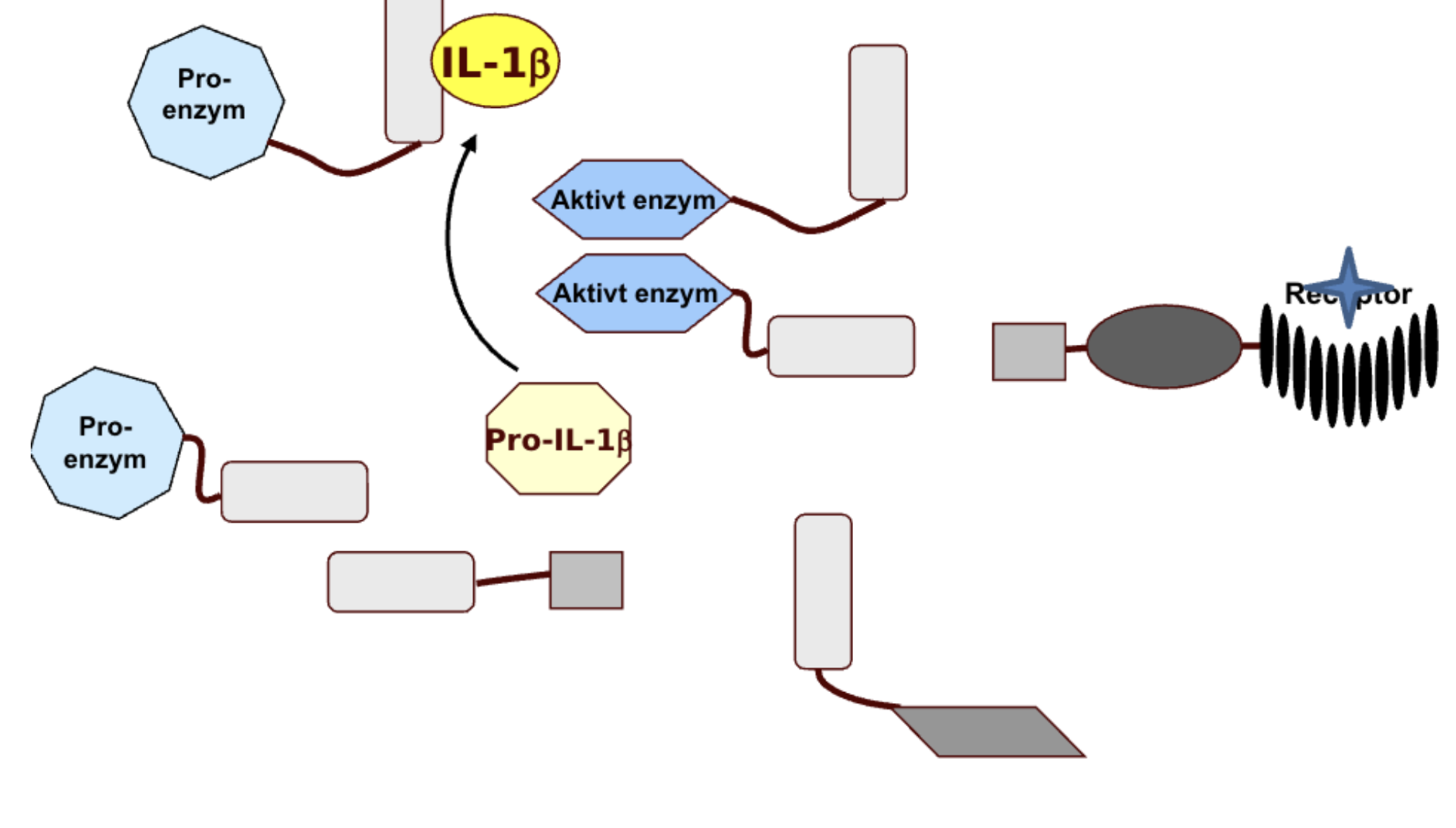 <p>Ett exempel på multiproteinkomplex. <strong>Inflammasomer</strong> är en del av immunförsvaret och finns fritt i cytoplasman. Vid receptoraktivering krävs ett adaptorproteiner för att länka samman enzym + receptor. </p>