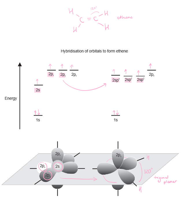 In for example ethene molecules, sp² hybridisation occurs to create a 120 degree trigonal planar shape. 1 2s orbital and 2 2p orbitals combine to form 2 sp² hybrid orbitals.