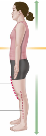 <ul><li><p>Away from the surface of the body or a structure, indicating a position that is further inward compared to superficial. </p></li></ul><p></p>