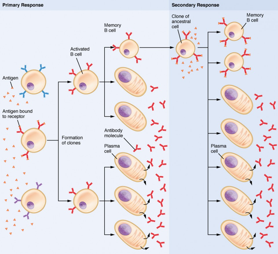 <p>B-cells undergo repeated mitosis to create numerous types of the same B-cell. </p><p>Activated B-cells grow larger, they develop many ribosomes, ER, and Golgi bodies to produce and secrete antibodies. </p><p>These B-cells produce antibodies in body tissues or circulate in the blood stream. Others become memory cells that won’t produce antibodies for the current infection. </p>