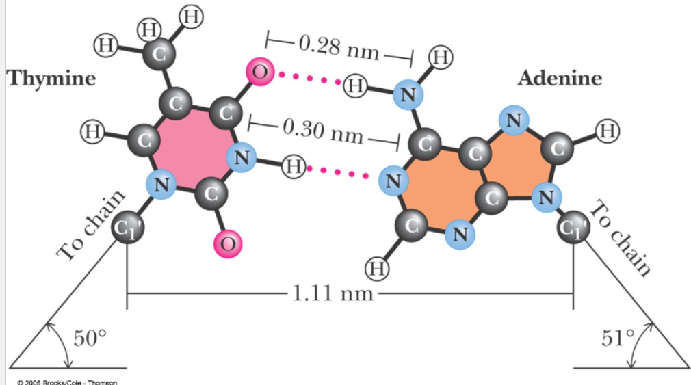 <p>How many H-bonds are there per base pair?</p>