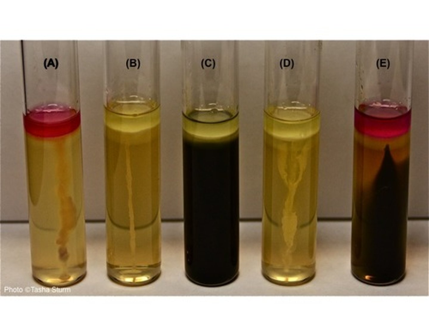 <p>Purpose: Detects production of hydrogen sulfide (H₂S)</p><p>Key enzymes:</p><p>Cysteine desulfurase</p><p>Thiosulfate reductase</p><p>Process:</p><p>Sulfur is reduced to H₂S</p><p>H₂S reacts with ferrous ammonium sulfate in the medium</p><p>Forms black precipitate: Ferric sulfide (FeS)</p>