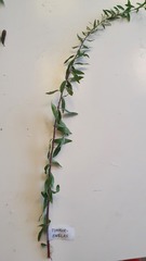 Spiraea x cinerea