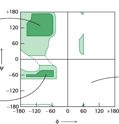 <p>shows accessible (low energy) ψ and Φ conformations; Dark areas are “allowed”, white areas denote high energy conformations; Calculate using PDB structures and a calculator (code) or from one of several programs (e.g., pymol, VMD)</p>