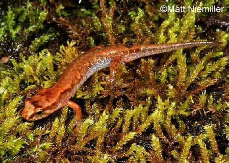 <p>A small species (1.5 to 2.0 inches in length) with a dark herringbone pattern on the back over a reddish-brown to coppery-colored stripe. The sides of the body are silver-colored and the eyelids are bronze. The belly is flesh-colored and the tail is short and round in cross-section.</p>