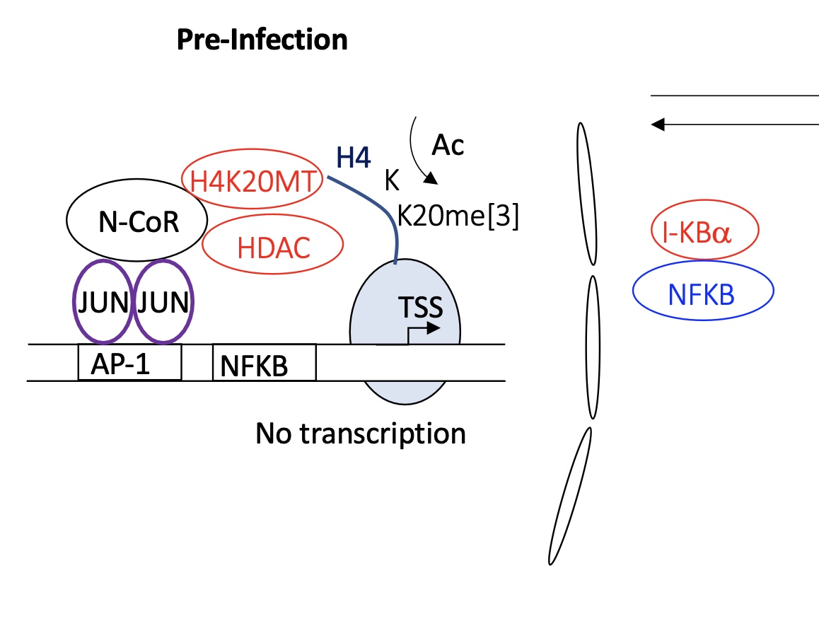 <p><strong>pre-infected </strong>cell :</p><ul><li><p><strong>JUN-JUN </strong>binds to AP1&nbsp;</p></li><li><p>this allows recruitment of several proteins</p><ul><li><p>H4K20MT —&gt; adding me to histone tails&nbsp;</p></li><li><p>HDAC —&gt; remove Ac from histone tails&nbsp;</p></li></ul></li><li><p>chromatin remains condensed and genes are unavailable for transcription (nucleus)</p></li><li><p>NFKB remains bound to IKBa (inhibitor) in the cytoplasm —&gt; NFKB is inactive </p></li></ul><p>no transcription &nbsp;</p><p></p>