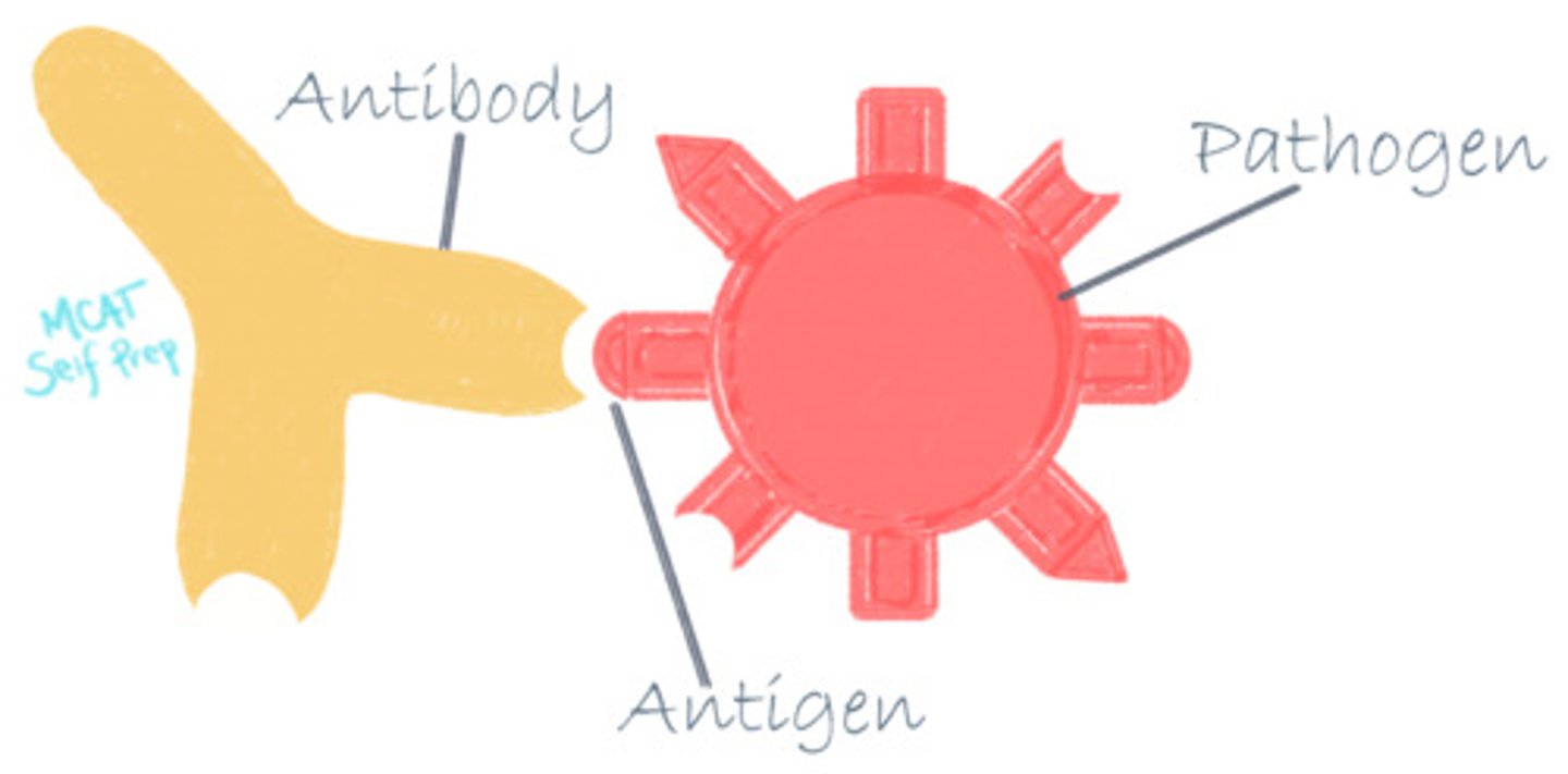 <p>(D) Antibody Protein</p><p>Antibodies are the proteins with the highest affinity for its ligand (antigens).</p>