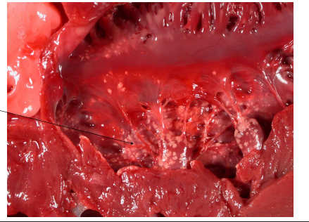 <p>What is this?</p>