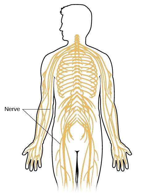 <p>CNS or PNS </p>
