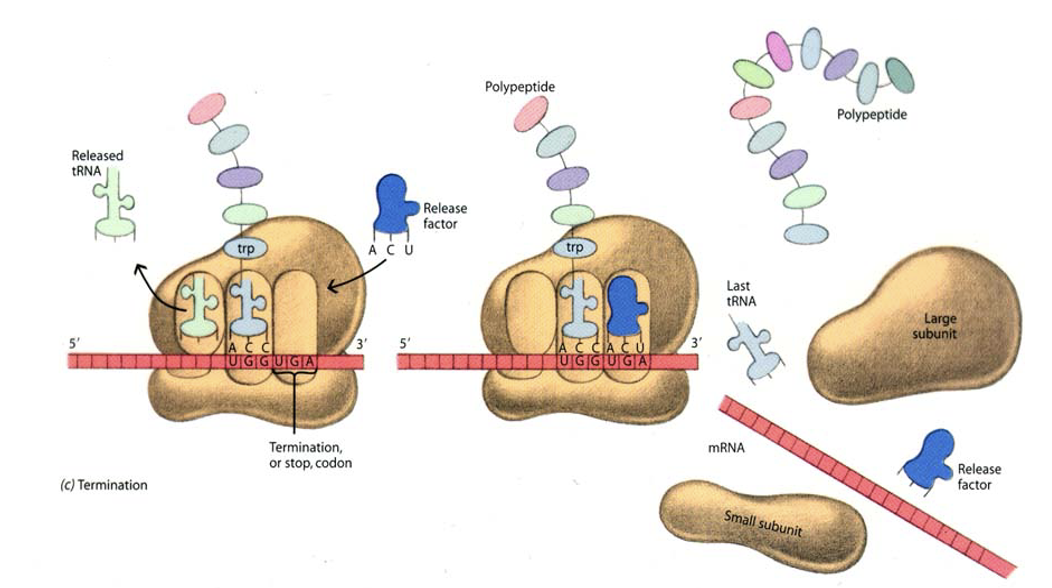 <ul><li><p>During translation, the <strong>A site</strong> binds an incoming Aminoacyl tRNA as directed by the codon currently occupying the site.&nbsp;The codon specifies the next amino acid to be added to the growing peptide chain.</p></li><li><p style="text-align: left;">The <strong>P site </strong>codon is occupied by the Peptidyl-tRNA. This tRNA carries the chain of amino acids that has already been synthesized.</p></li><li><p>An <strong>E site</strong> is also there that is occupied by the empty tRNA that is about to exit the ribosome</p></li></ul><p></p><p>****<span>The peptide chain elongation process terminates when the stop codon is encountered on the mRNA. In prokaryotes, 15 aa can be added/sec.</span></p>