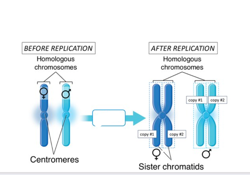 <p>entire DNA content in nucleus is replicated or where DNA synthesize. This is where DNA is being replicated</p><p>-this is when 46 total chromosomes gets replicated and cell divides in two, each new cell identical copies of these 2 sets chromosomes 1-23</p><p></p>