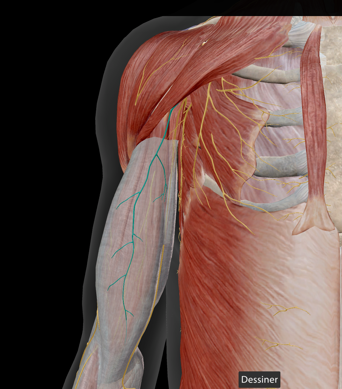 <p>sensitif peau partie médiale du bras</p>