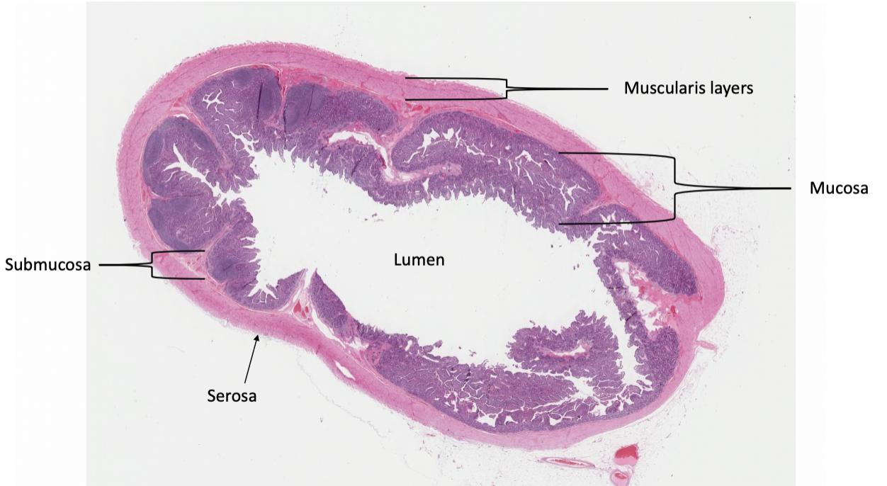 <p>What organ is this slide from?</p>