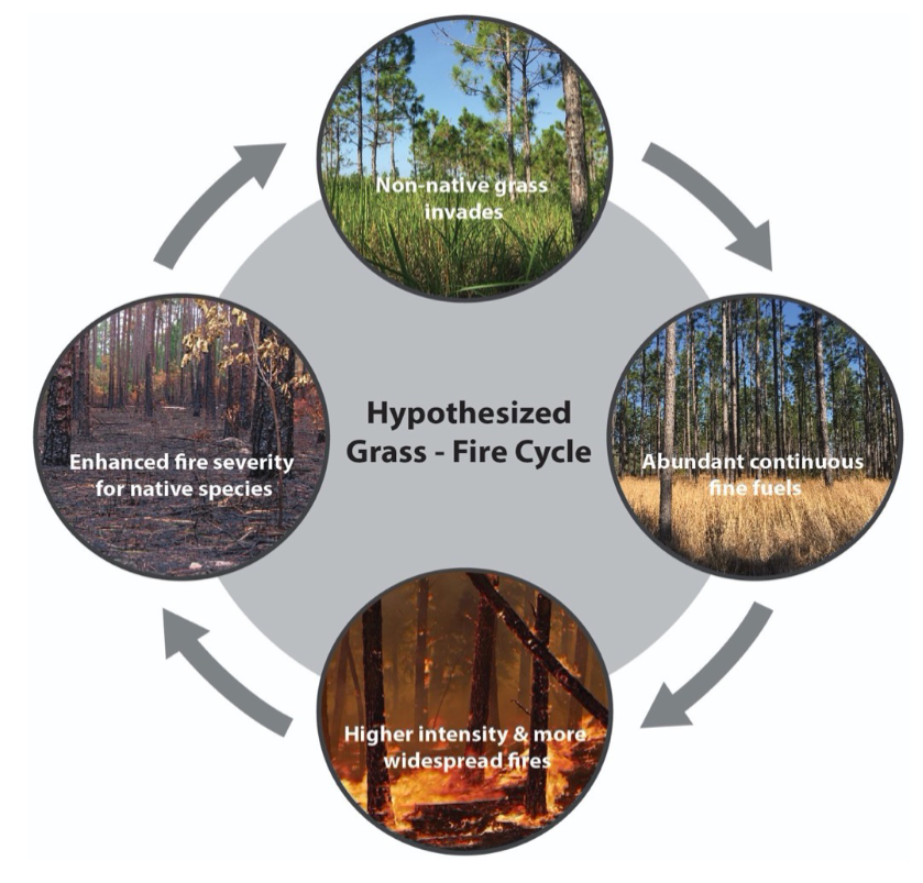 <ul><li><p>Reed Canary Grass - hydrology</p></li><li><p><em>Cogongrass</em> - fire regime</p></li><li><p><em>Morella Faya</em> - nitrogen fixation</p></li><li><p>Hemlock Woolly Adelgid - carbon storage, fish populations, nutrient flow, stream warming</p></li></ul>