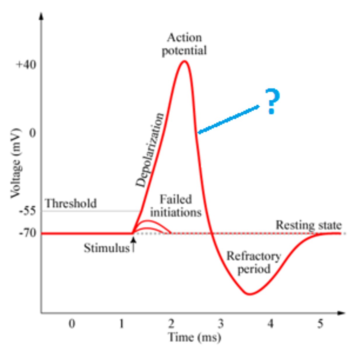 <p>back to -70mV; Return of the cell to resting state, caused by reentry of potassium into the cell while sodium exits the cell.</p>