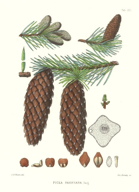 <p>Picea pungens. 4 sided needles</p>