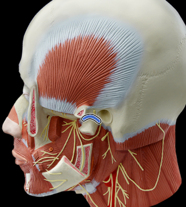 <p>Mandibular fossa</p>