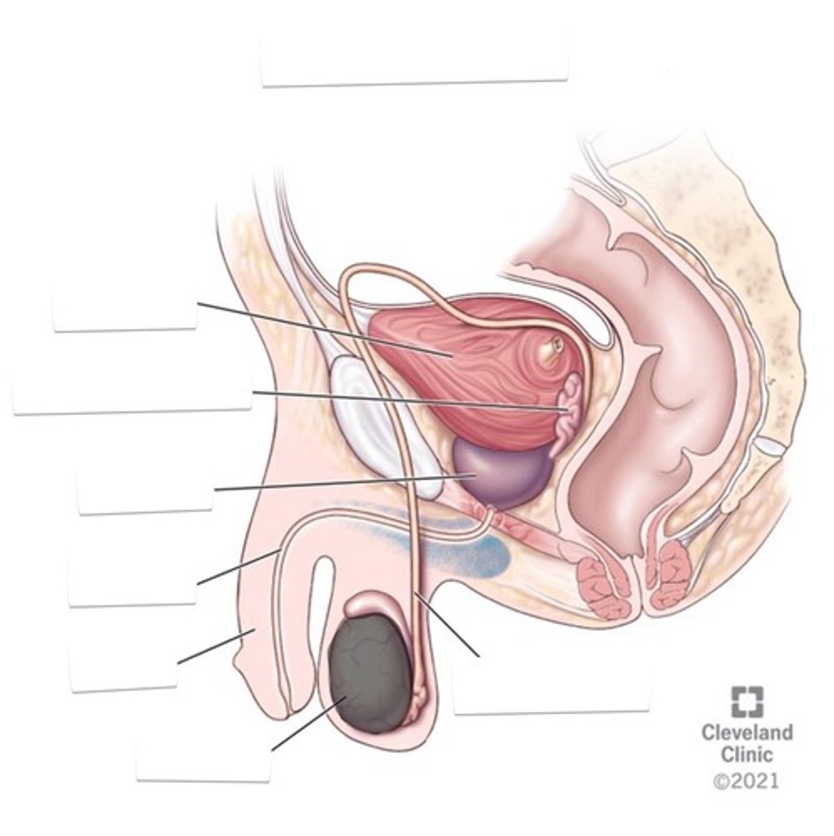 <p>Male gonads inside scrotum</p>