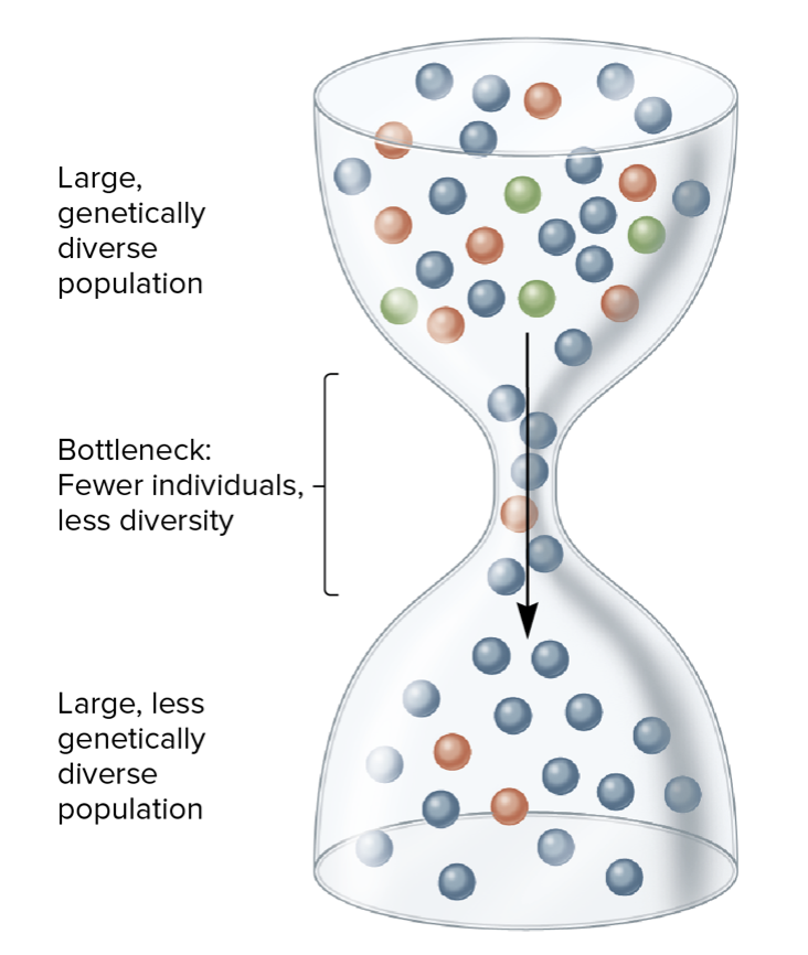 bottleneck effect

* populated is reduced dramatically
* caused by _____ _____ (earthquakes, floods, droughts, or human destruction of habitat)
* _____ eliminate most of the members of the population without regard to their genetic composition
* the new population has _____ genetic variation than the original large population
* large, genetically diverse population → bottleneck: fewer individuals, less diversity → large, less genetically diverse population
* example: _____ _____
  * substantial amount of genetic variation lost by bottleneck effect
  * decreased genetic variation