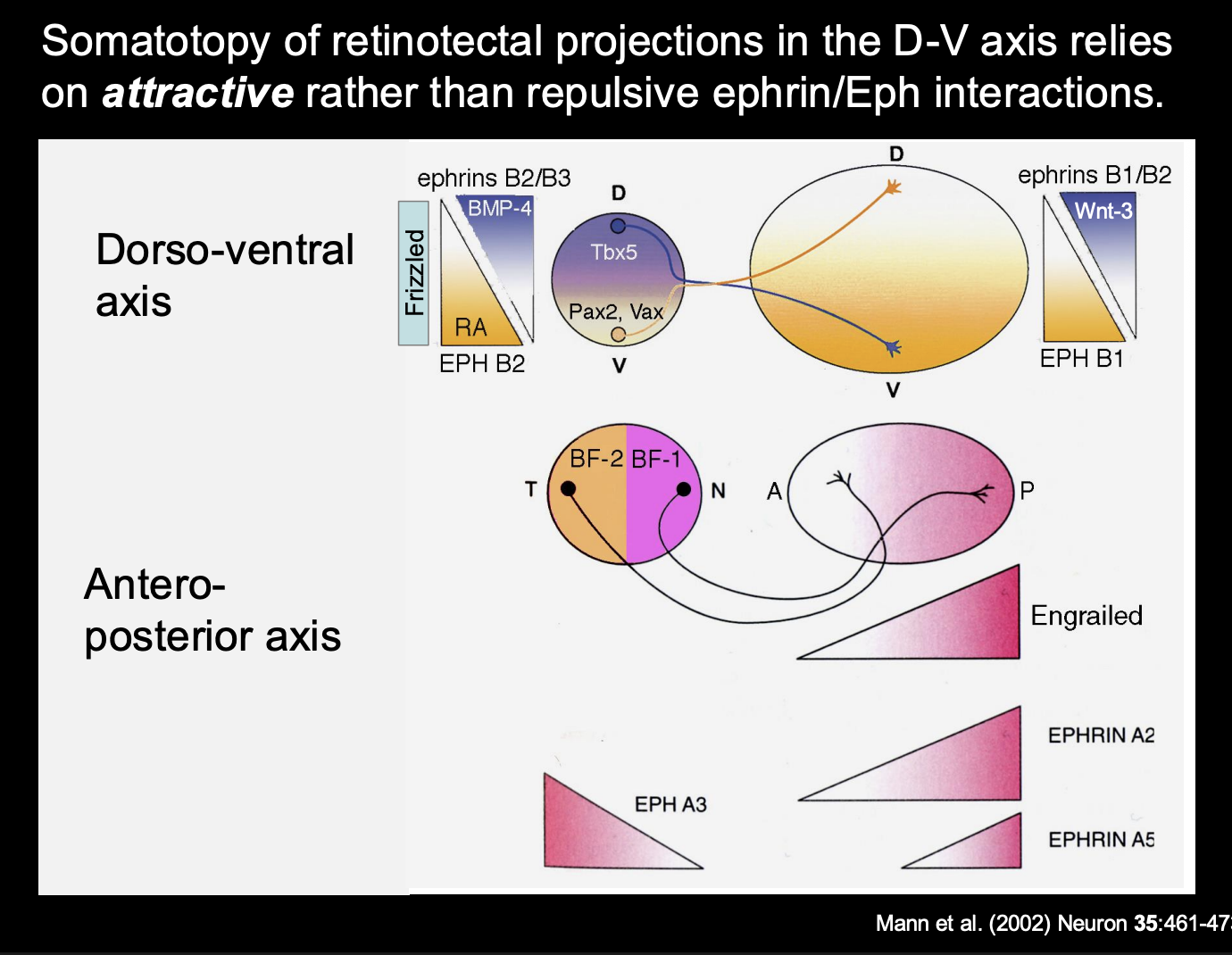 <p><strong>Attractive</strong> rather than repulsive ephrin/Eph interactions</p>