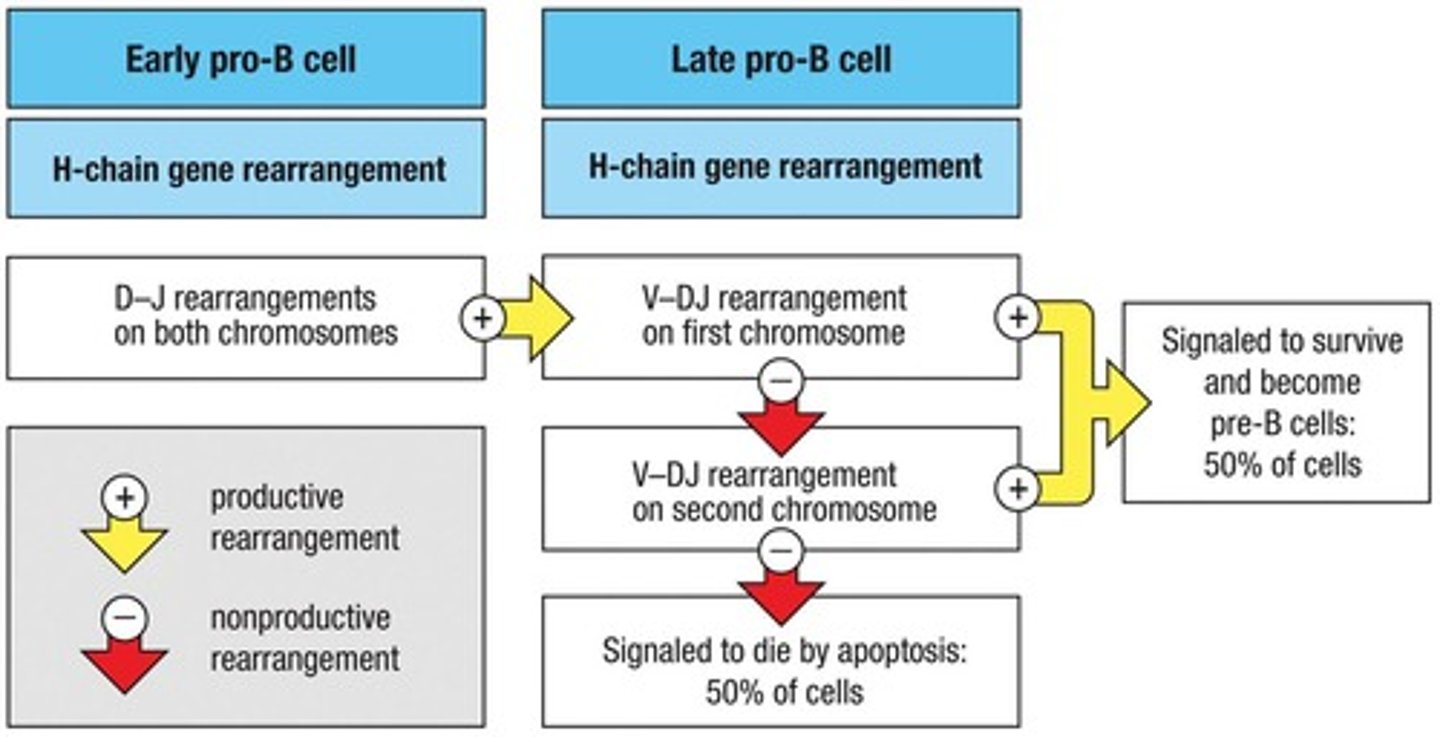 <p>The late pro-B cell dies by apoptosis.</p>