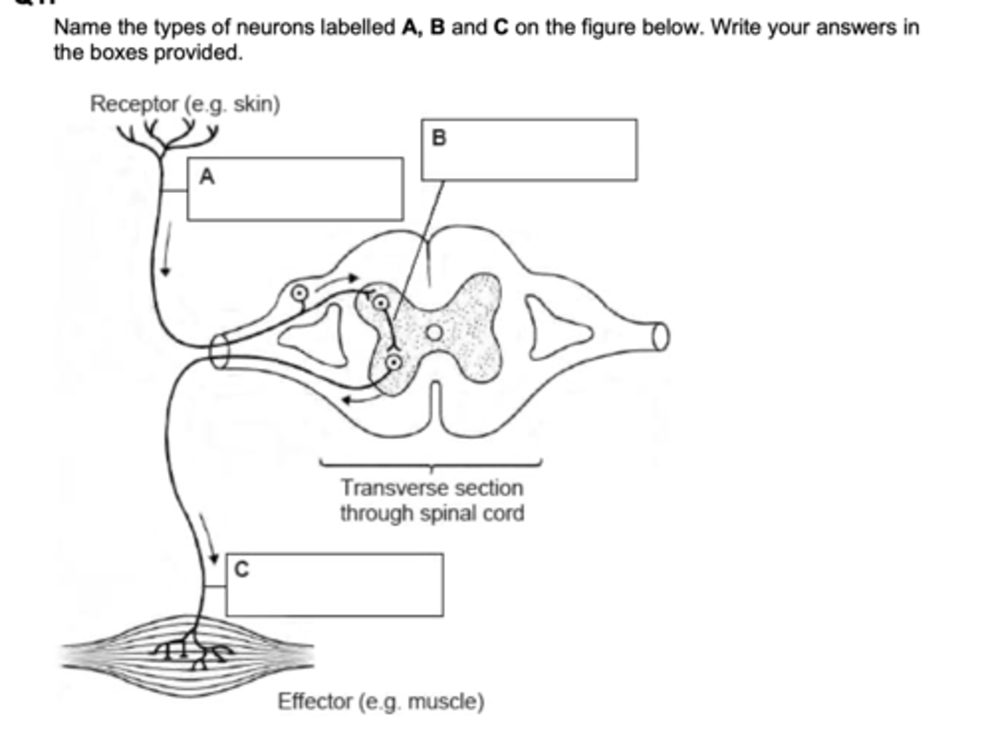 <p>sensory, relay, motor</p>