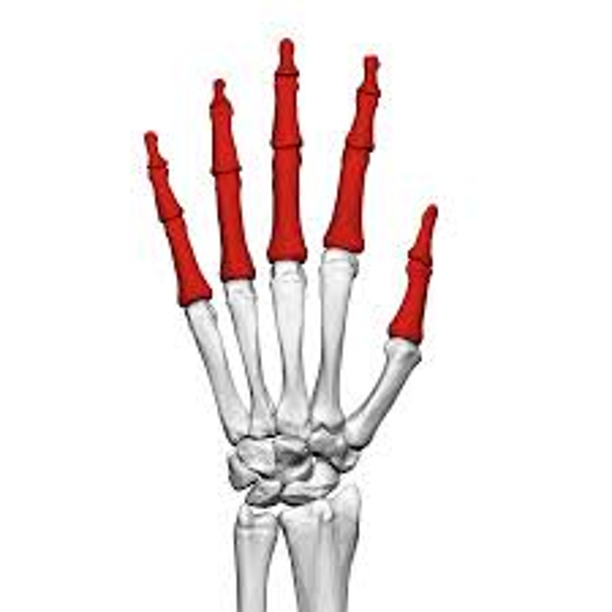 <p>bones of the fingers</p>
