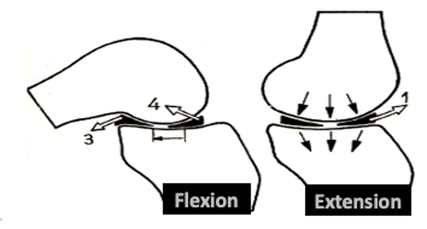 <p>posterior roll &amp; glide</p>