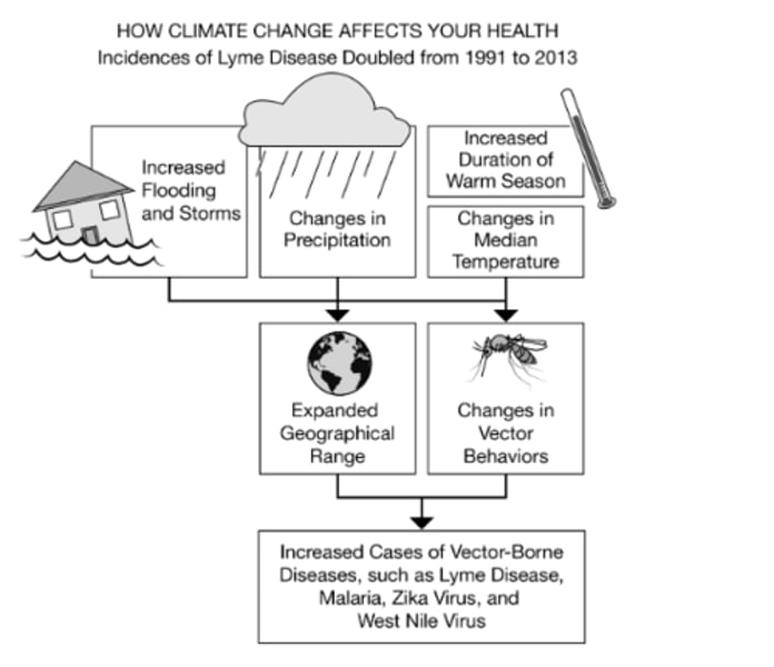 <p>Based on the information in the diagram, which of the following best supports the claim that a change in the duration of warm seasons would result in a higher prevalence of vector-borne diseases?</p>