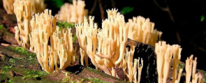 <p>Does the Crown-Tipped Coral have a cap?</p>