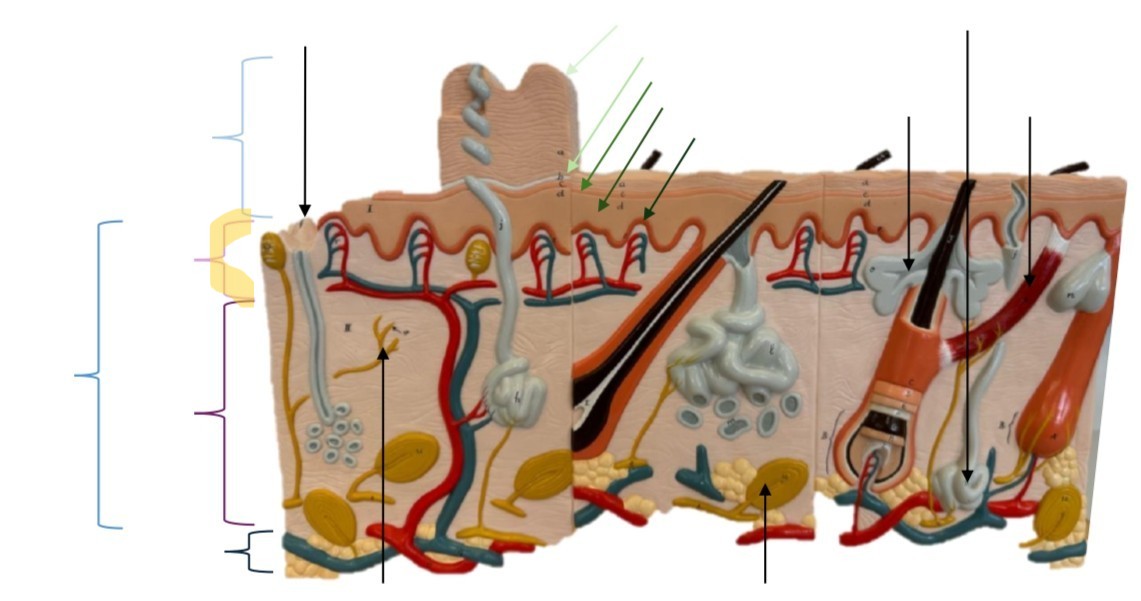 term image
