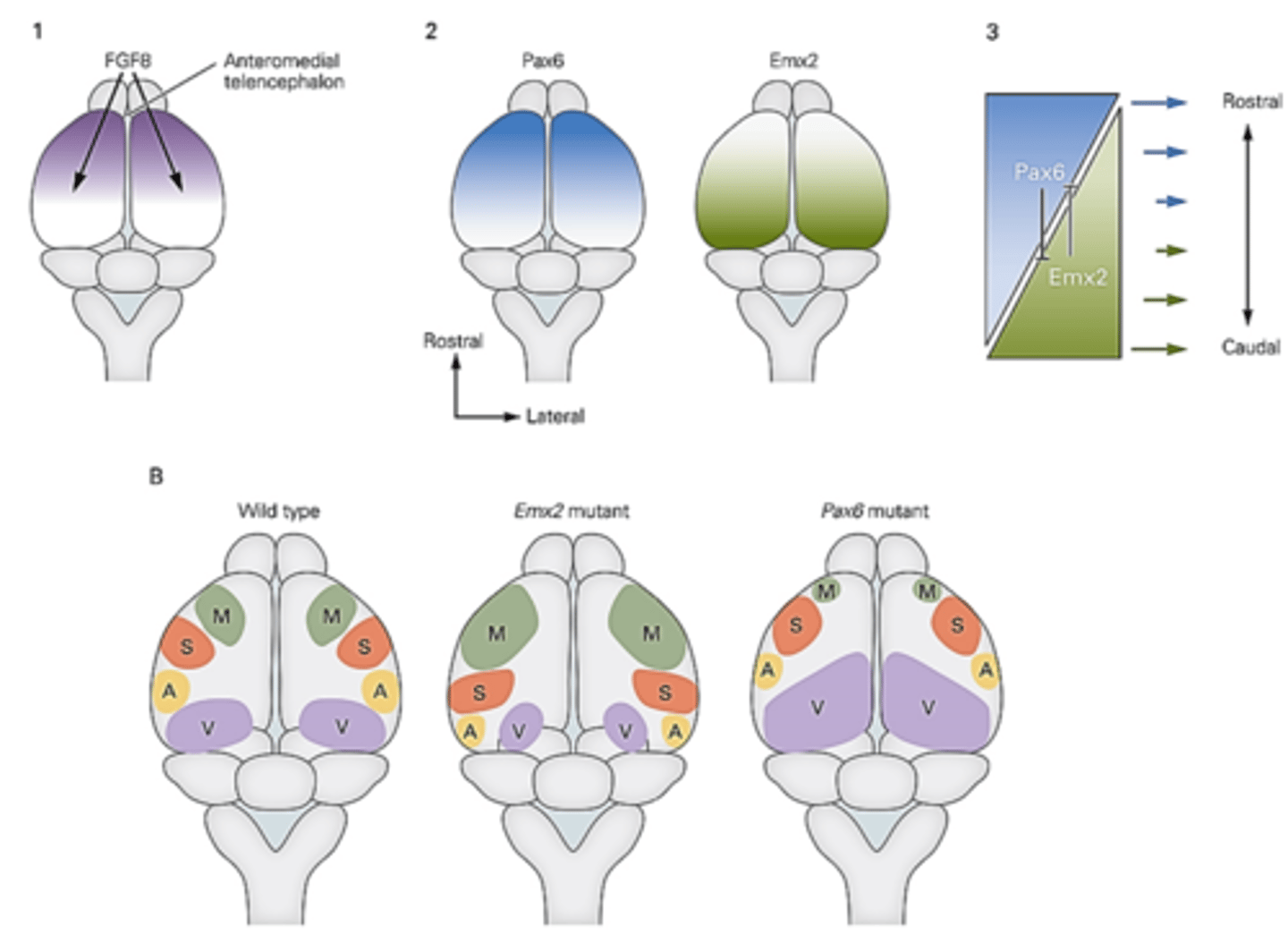 <p>Two transcription factors, Pax6 and Emx2 have inverse anteroposterior gradients, Pax6 being high anteriorly and Emx2 being high posteriorly.</p><p>FGF signals are also high anteriorly and work to promote Pax6 and repress Emx2 expression.</p><p>Motor areas develop in the anterior region and visual areas in more posterior regions. These gradients of transcriptional factors lead to the development of the different functional areas of the brain.</p><p>Mutations: Genetic elimination of Emx2 function results in expansion of the motor areas and contraction in auditory and visual areas. Conversely, elimination of Pax6 function results in an expansion of the visual areas and a contraction of motor and auditory areas.</p>