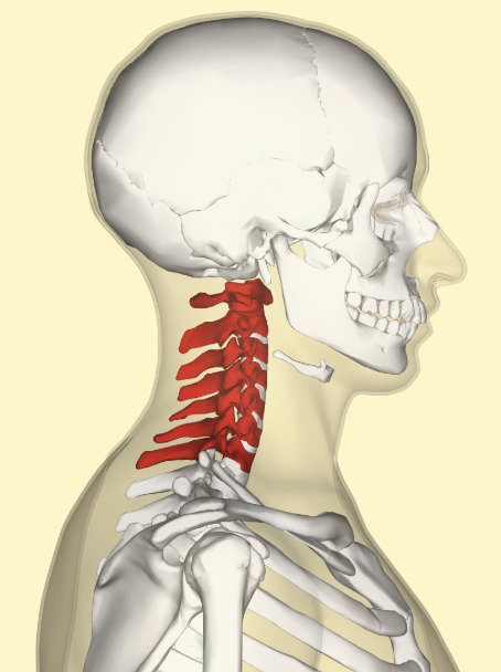 <p>What bone is this? </p>