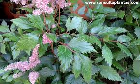 <p>Astilbe hybrid cv. / Astilbe</p>