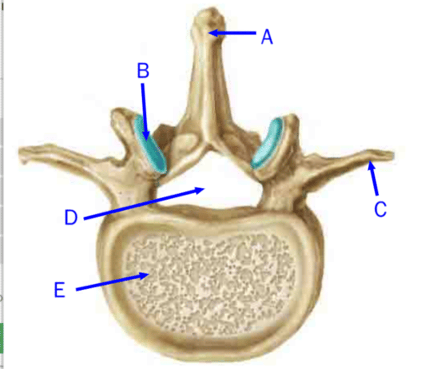 <p>head of ribs articulates _________ of thoracic vertebrae</p>