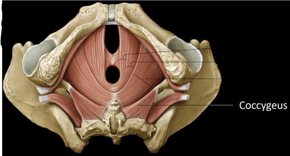 <p>last pelvic floor muscle</p><ul><li><p>support pelvic viscera &amp; weakly flexes coccyx</p></li></ul><p></p>