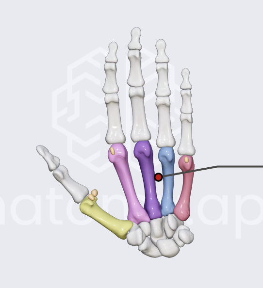 <p>metacarpals</p>