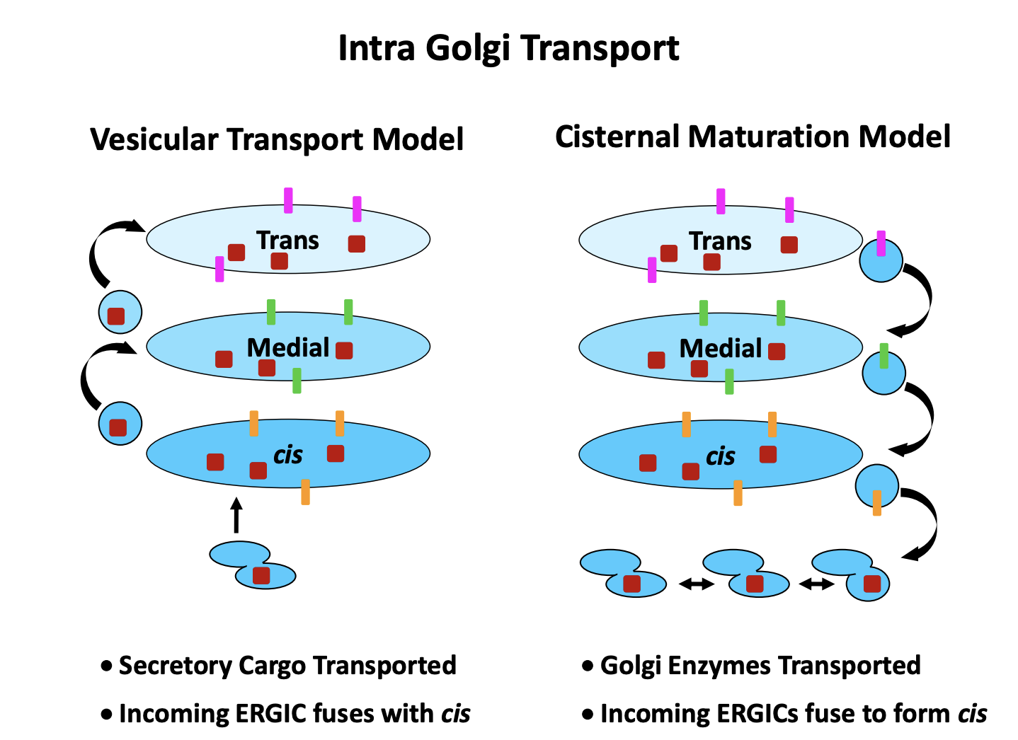 <ol><li><p>Vesicular transport model</p><ul><li><p>vesicles bud from each compartment to the next</p></li><li><p><strong>cargo: cis→ trans</strong></p></li></ul></li><li><p>Cisternal Maturation Model</p><ul><li><p>Proteins arrive in tubular cluster </p></li><li><p>fuse together</p></li><li><p>make the newest cisternae</p></li><li><p>Golgi cisternae mature</p><ul><li><p>exchange their <strong>protein</strong> complements over time</p><ul><li><p>whilst the cargo always stays in the same cisterna</p></li></ul></li></ul></li><li><p>trans cisternae becomes vesicles and proteins taken further on</p><ul><li><p><strong>cargo: trans→ cis</strong></p></li></ul></li></ul></li></ol><p><em>both models assume vesciular tranport between cisternae</em></p><p></p>