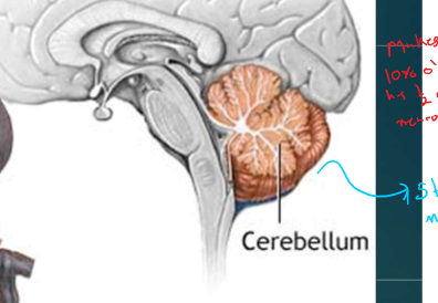 * essential for coordinating movement and balance, and in complex cognitive processing 
* 10% of the brain has half the neurons 